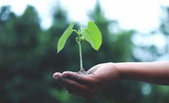 It Takes a Community to Grow Trees: RAFI One To Tree Partners with Cebu Landmasters, Inc. And JCI Cebu Sinulog