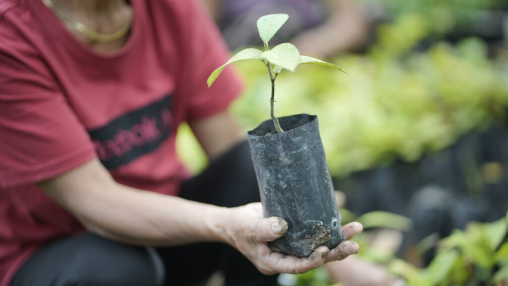 Person planting a tree seedling